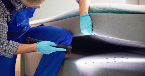 Best Ant Control Services  in Amboy, IL